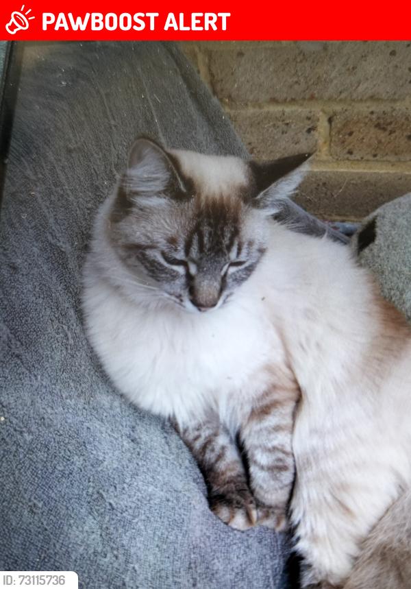 Lost Female Cat last seen Woolston, Southampton, England SO19 2HL