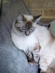 Lost Female Cat last seen Woolston, Southampton, England SO19 2HL