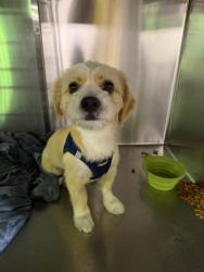 Reunited Male Dog last seen Joralemon St and Reservoir Pl, Belleville, NJ 07109