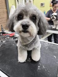 Reunited Female Dog last seen Near W Pepper Pl, Mesa, AZ 85201, USA, Mesa, AZ 85201