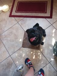 Reunited Male Dog last seen Roadrunner Lp and Sandpiper, Rio Rancho, NM 87144