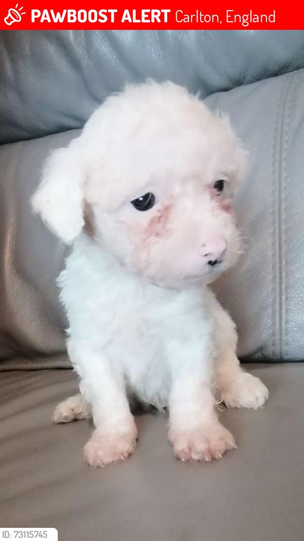 Lost Male Dog last seen Gladstone street, Carlton, England 