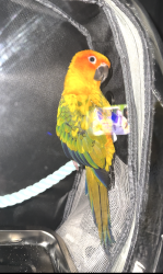 Lost Unknown Bird last seen California, Marina, CA 93933