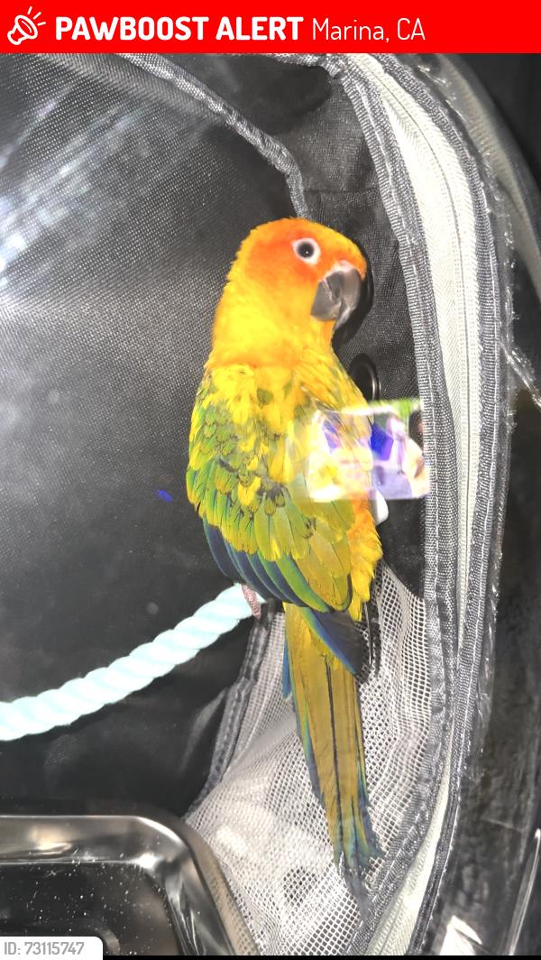 Lost Unknown Bird last seen California, Marina, CA 93933