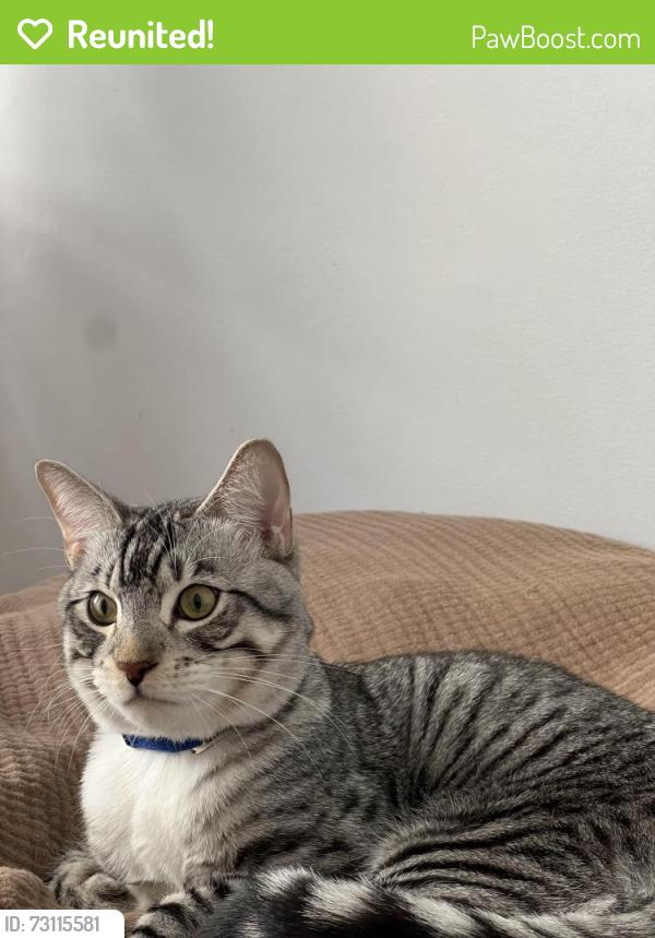 Reunited Male Cat last seen St. Ignatius Parish, San Francisco, CA 94117
