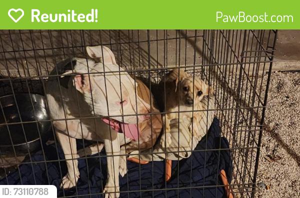 Reunited Female Dog last seen Near E Hayden Ln, Tempe, AZ 85281, USA, Tempe, AZ 85281