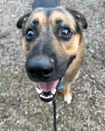 Shelter Stray Male Dog last seen Near Oakcliff Rd, Doraville, GA 30340, 30340, GA, 3280 Chamblee Dunwoody Rd, Chamblee, GA 30341, USA