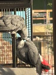 Lost Male Bird last seen Waterstone ests Drive and Twilight Drive, McKinney, McKinney, TX 75071