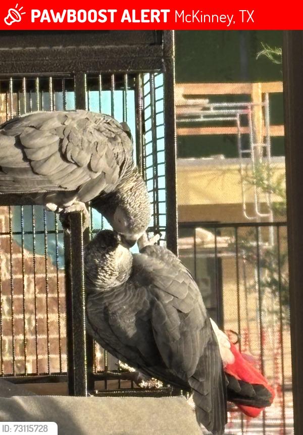 Lost Male Bird last seen Waterstone ests Drive and Twilight Drive, McKinney, McKinney, TX 75071
