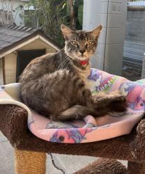 Found/Stray Female Cat last seen Near Rincon Dr, Whittier, CA 90606