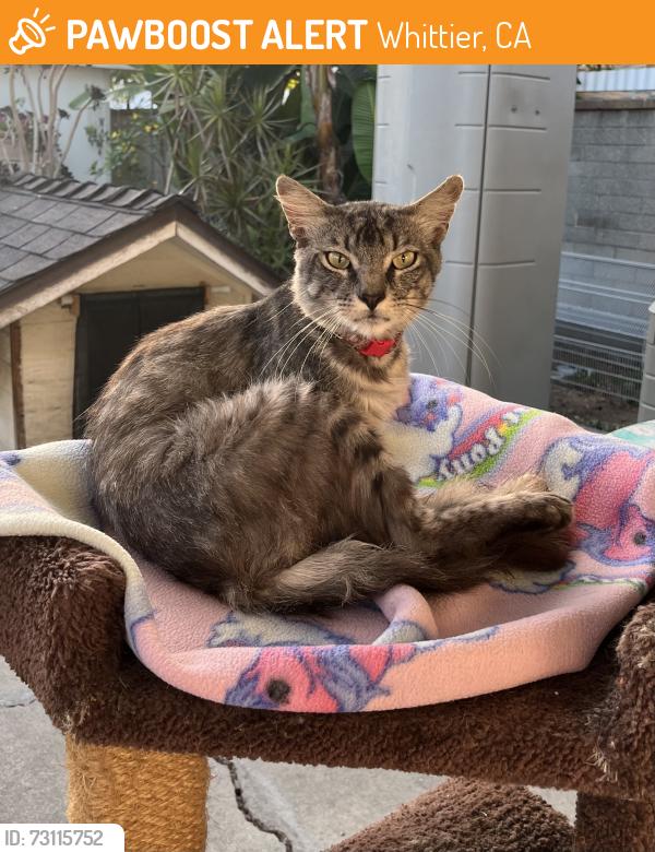 Found/Stray Female Cat last seen Near Rincon Dr, Whittier, CA 90606