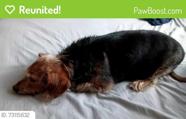 Reunited Male Dog last seen Lagimodiere, Chamois Carwash , Winnipeg, MB 