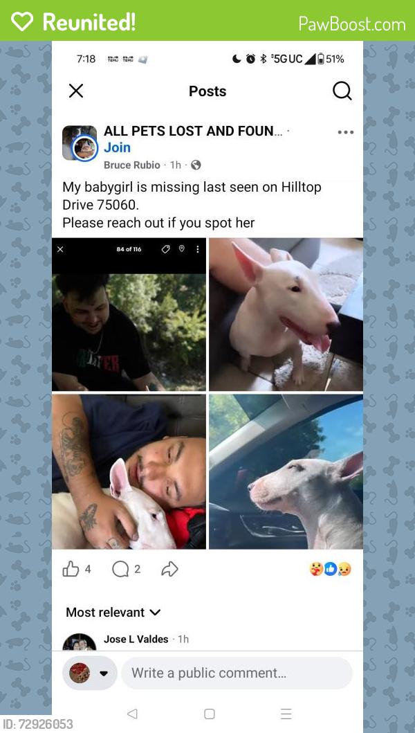 Reunited Female Dog last seen Hilltop and Shady Grove, Irving, TX 75060