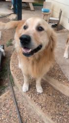 Reunited Male Dog last seen Near Cornish Ave, San Antonio, TX 78223
