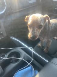 Reunited Male Dog last seen Toledo Zoo, Toledo, OH 43604