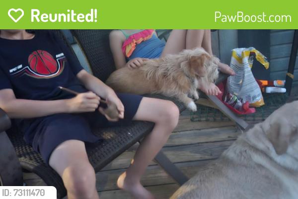 Reunited Male Dog last seen Mallard rd and hawk rd, Upshur County, TX 75640