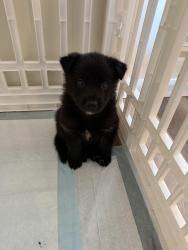 Found/Stray Male Dog last seen Aura Southgate apmts, Midlothian, TX 76065