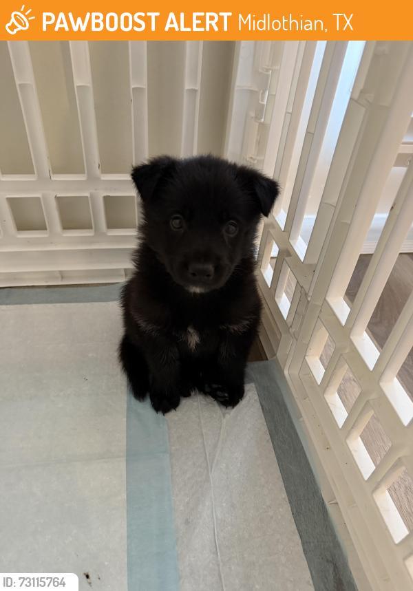 Found/Stray Male Dog last seen Aura Southgate apmts, Midlothian, TX 76065