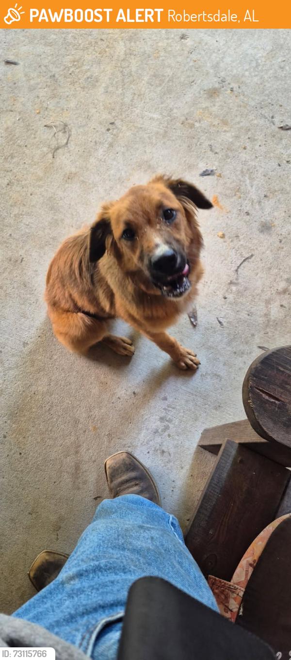 Found/Stray Female Dog last seen Expressway and county road 48, Robertsdale, AL 36567