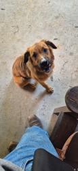 Found/Stray Female Dog last seen Expressway and county road 48, Robertsdale, AL 36567