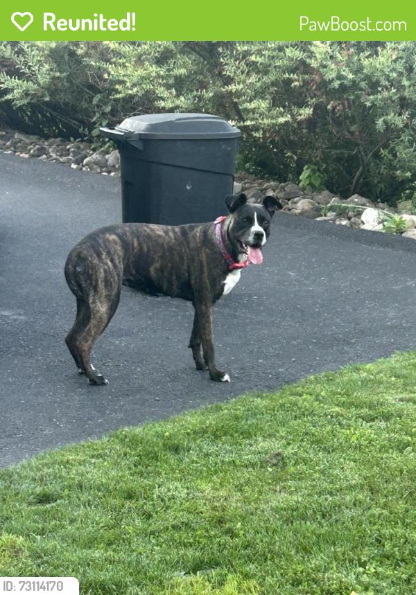 Reunited Female Dog last seen Mayfair drive, Canonsburg, PA 15317