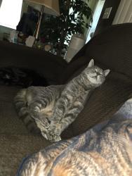 Lost Male Cat last seen Kyle Way, Ewing Township, NJ 08628