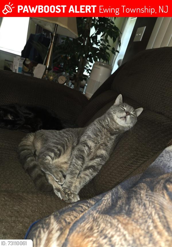 Lost Male Cat last seen Kyle Way, Ewing Township, NJ 08628