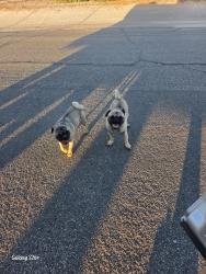 Found/Stray Male Dog last seen Hesperia, Hesperia, CA 92345