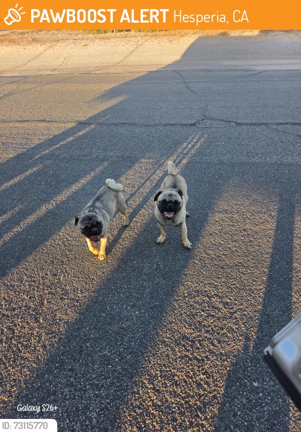 Found/Stray Male Dog last seen Hesperia, Hesperia, CA 92345