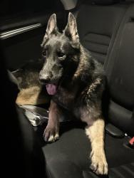 Found/Stray Male Dog last seen Near wheatland ave, Los Angeles, CA 91342