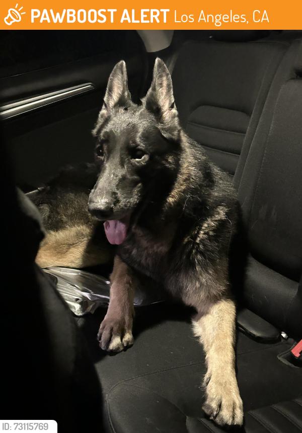 Found/Stray Male Dog last seen Near wheatland ave, Los Angeles, CA 91342