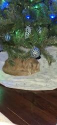 Reunited Male Cat last seen 95th & kostner, Oak Lawn, IL 60453