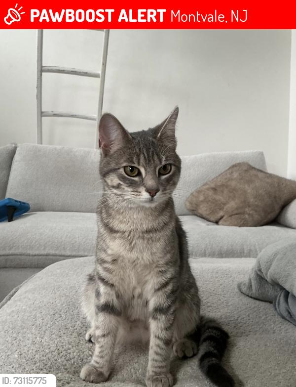 Lost Female Cat last seen Wegmans , Montvale, NJ 07645