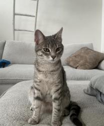 Lost Female Cat last seen Wegmans , Montvale, NJ 07645