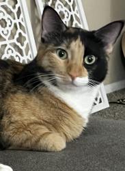 Reunited Female Cat last seen N Harrison Rd, Tucson, AZ 85748