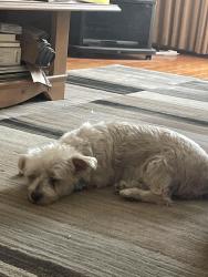 Reunited Female Dog last seen Stargazer drive, Mississauga, ON L5V 1E8