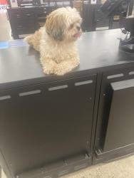 Reunited Female Dog last seen Atlantic and 5th :, Saint Paul, MN 55106