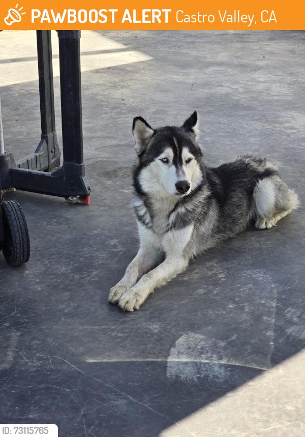 Found/Stray Unknown Dog last seen Crow Canyon Rd, Castro Valley, CA 94552