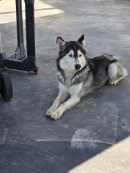Found/Stray Unknown Dog last seen Crow Canyon Rd, Castro Valley, CA 94552