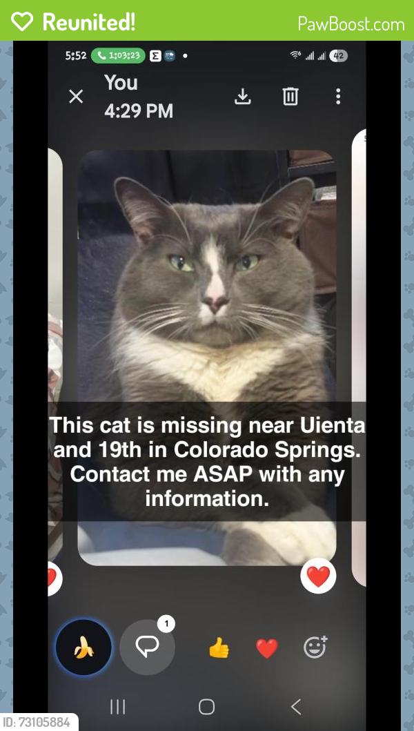 Reunited Male Cat last seen ARC 711, Colorado Springs, CO 80904