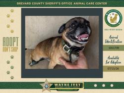 Shelter Stray Male Dog last seen FL, 5100 W Eau Gallie Blvd, Melbourne, FL 32934, USA