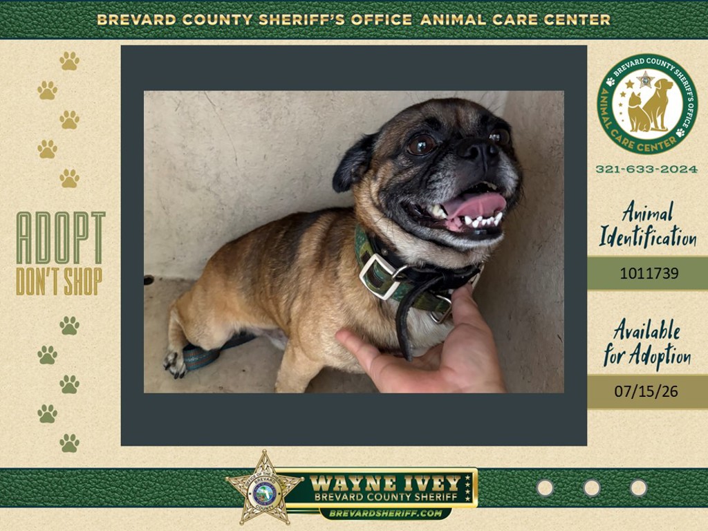 Shelter Stray Male Dog last seen FL, 5100 W Eau Gallie Blvd, Melbourne, FL 32934, USA