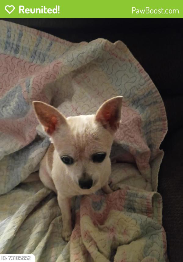 Reunited Female Dog last seen N Franklin Road, Greenville, SC 29609