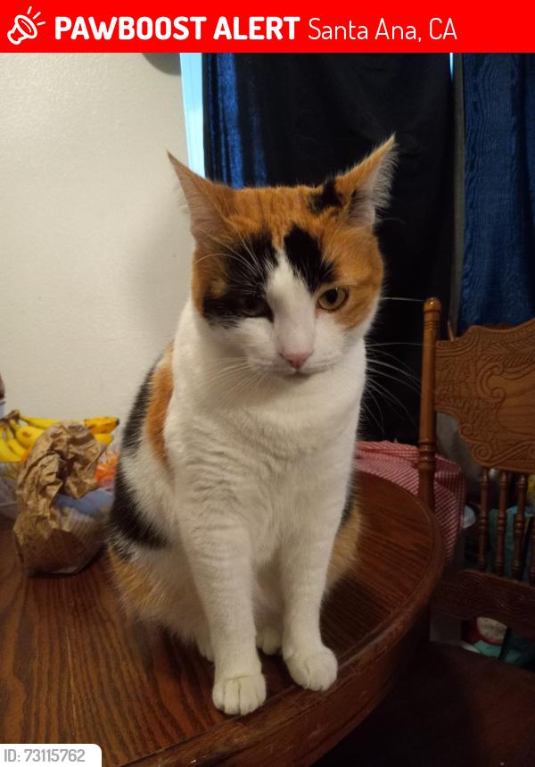 Lost Female Cat last seen BIRCH ST CHESTNUT, Santa Ana, CA 92701