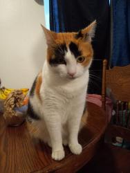 Lost Female Cat last seen BIRCH ST CHESTNUT, Santa Ana, CA 92701