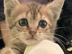 Shelter Stray Female Cat last seen Near Bennington Road, VIRGINIA BEACH, VA, 23464, 341 S Birdneck Rd, Virginia Beach, VA 23451, USA