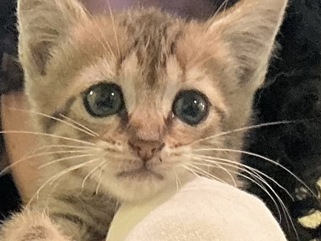 Shelter Stray Female Cat last seen Near Bennington Road, VIRGINIA BEACH, VA, 23464, 341 S Birdneck Rd, Virginia Beach, VA 23451, USA