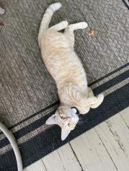 Found/Stray Male Cat last seen Adventure Dr and Fitzgerald Rd, Dublin, OH 43017