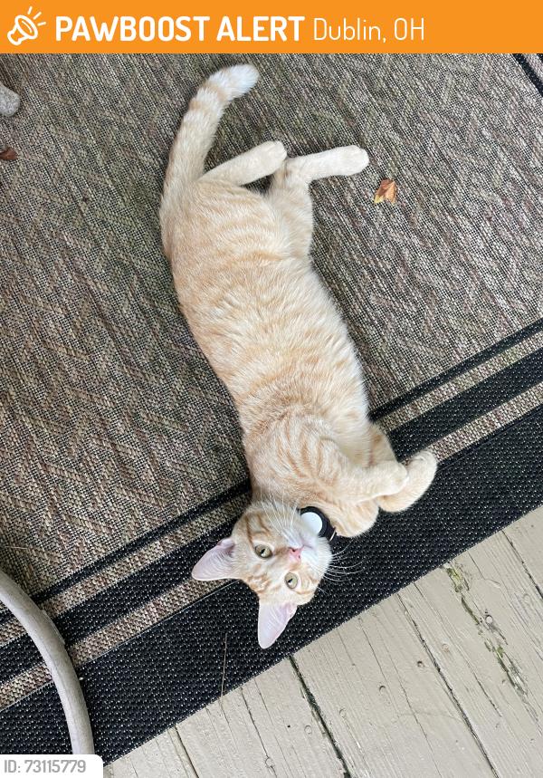 Found/Stray Male Cat last seen Adventure Dr and Fitzgerald Rd, Dublin, OH 43017