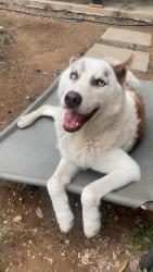 Reunited Male Dog last seen Pecan Valley, San Antonio, TX 78223